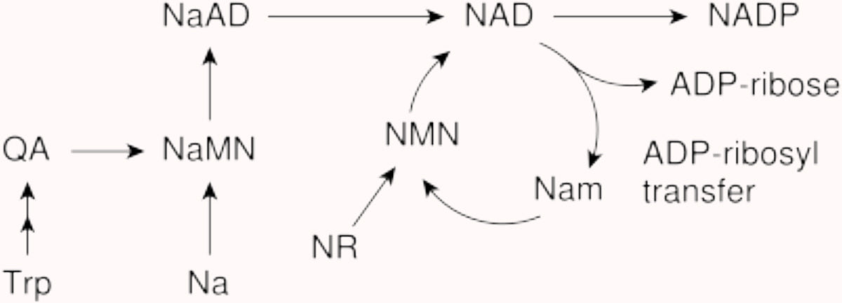 NADH